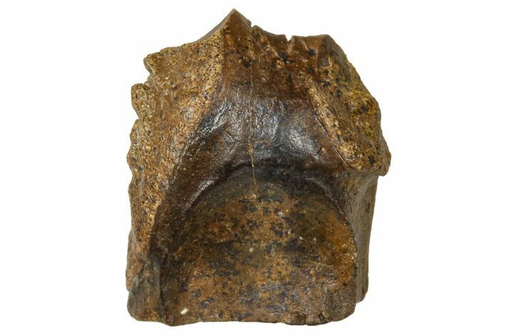 Fossil Triceratops Shed Tooth - Wyoming #376647